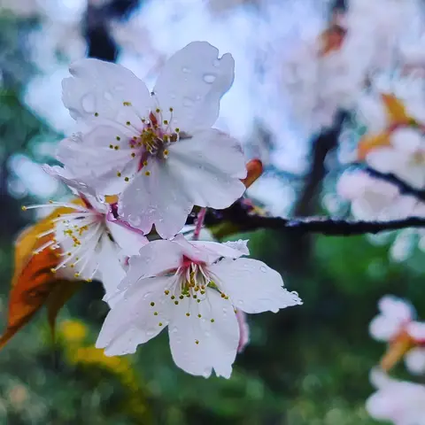 2023年3月24日 雨水滴る桜