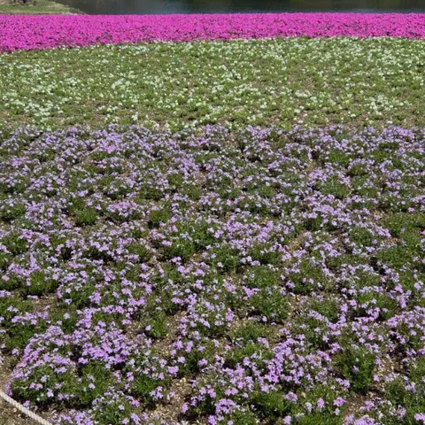 富士芝桜祭り