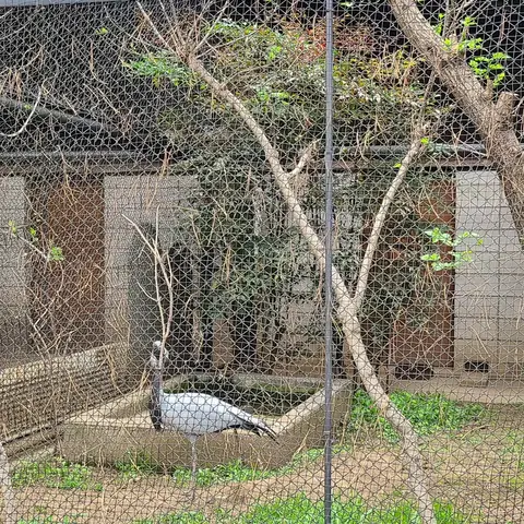 2023年4月5日 大宮公園動物コーナー