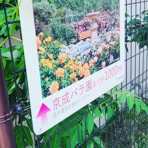 2023年6月5日 京成バラ園までのカウントダウン
