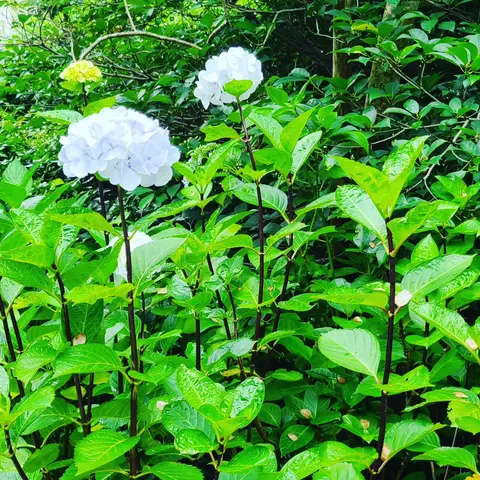 #あじさい巡り  #紫陽花旅