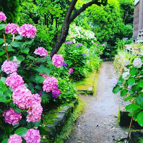 #あじさい巡り  #紫陽花旅