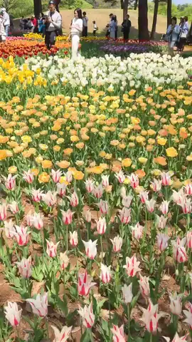 スイセンガーデン in 国営ひたち海浜公園  #vlog
