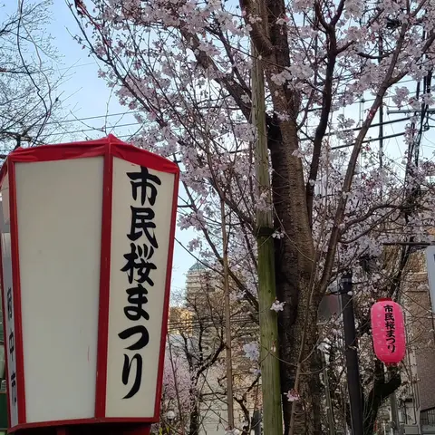 2023年 市民桜まつり