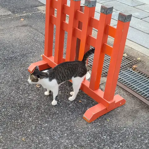 圓福寺（with 猫）