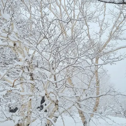 雪景色