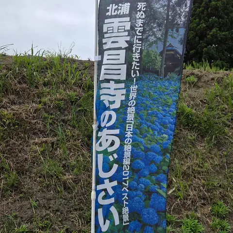 北浦 雲昌寺 あじさい
