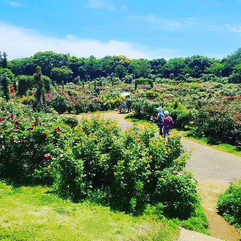 2023年6月5日 京成バラ園 Part9