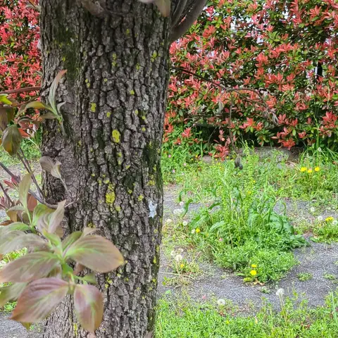 あまりにもあげる写真が用意出来ずに近場の公園散歩