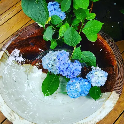 #あじさい巡り  #紫陽花旅