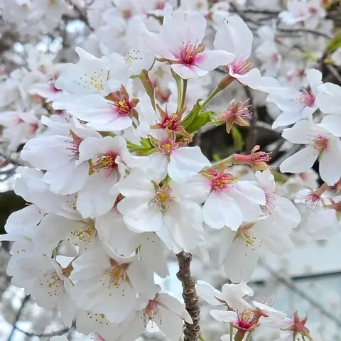 雨上がりの桜撮影 〜宇宙科学研究所に寄り道〜 in 淵野辺