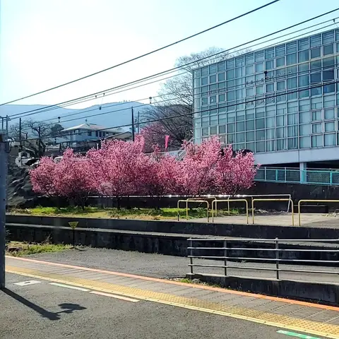 2023年3月10日 JR東海道本線🌸