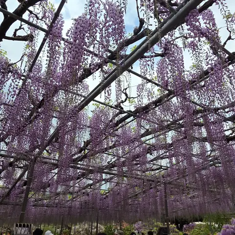 藤の花 in あしかがフラワーパーク