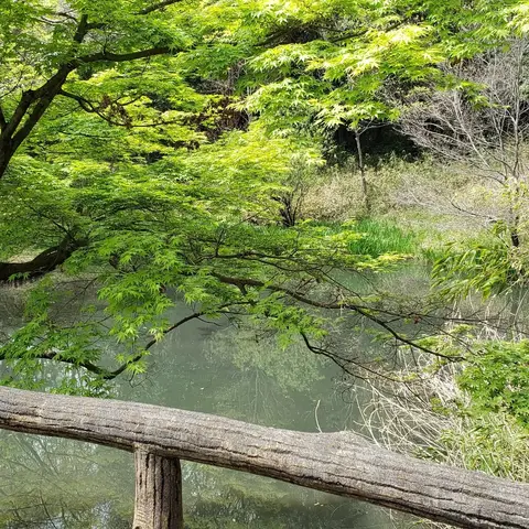 2022年4月 東京都立大学敷地内ひょうたん池