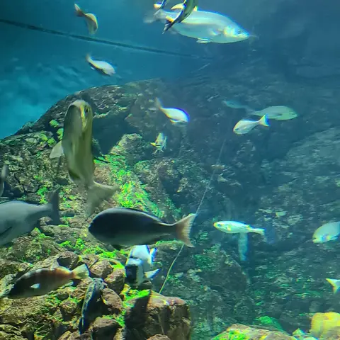 海遊館 :大阪にある世界最大級の水族館