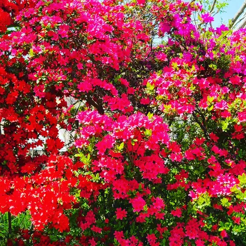 数々の花にベンチを添えて