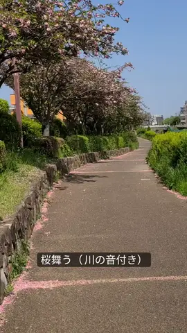 たまたま撮った桜道