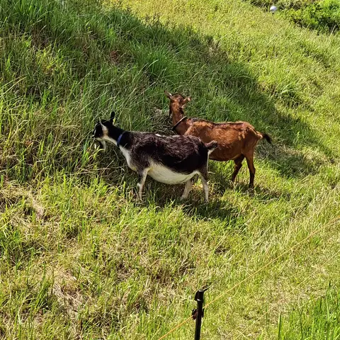 若葉台に現れた🐐