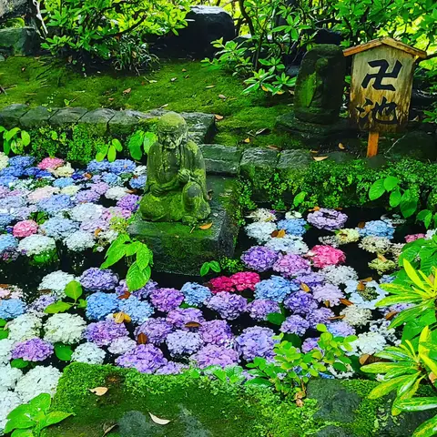 #あじさい巡り  #紫陽花旅
