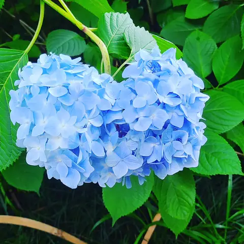 #あじさい巡り  #紫陽花旅