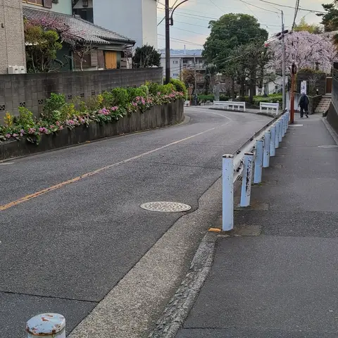 多磨霊園駅周辺お花見