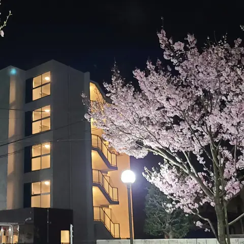 夜桜