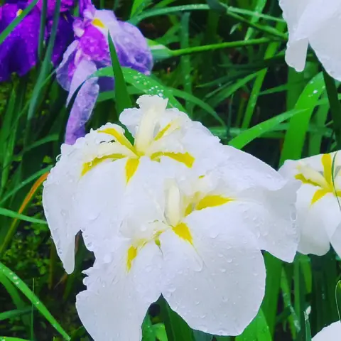 #あじさい巡り  #紫陽花旅