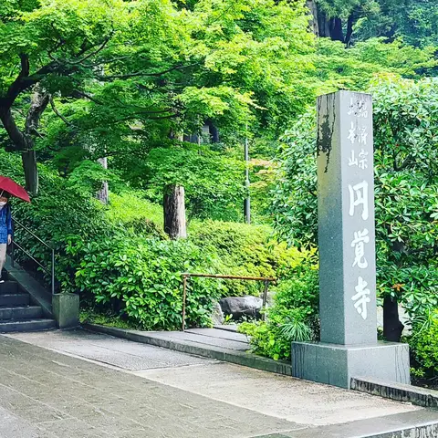 #あじさい巡り  #紫陽花旅