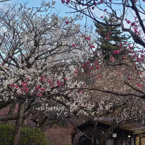 【京王】百草園: 梅まつり