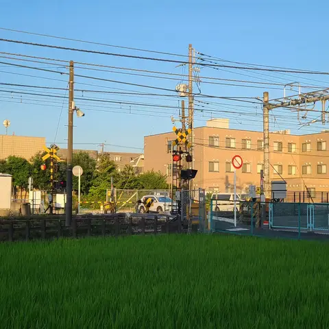 2023年7月17日 この時期暑すぎるから早朝5時から散歩した