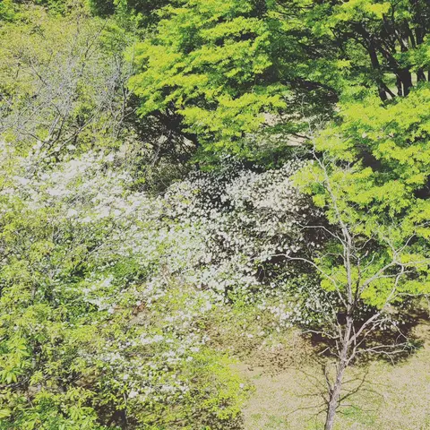 2023年4月13日 緑の似合う広場