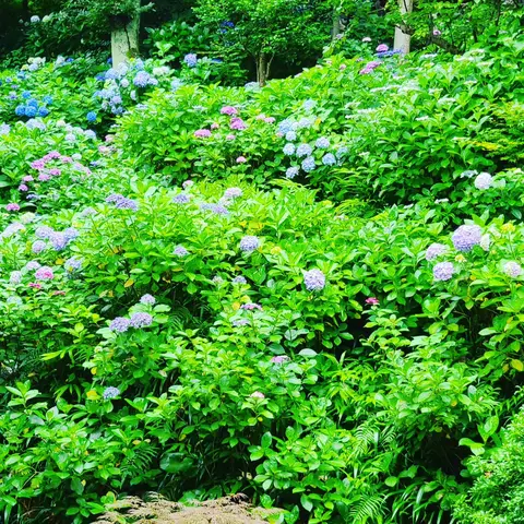 #あじさい巡り  #紫陽花旅