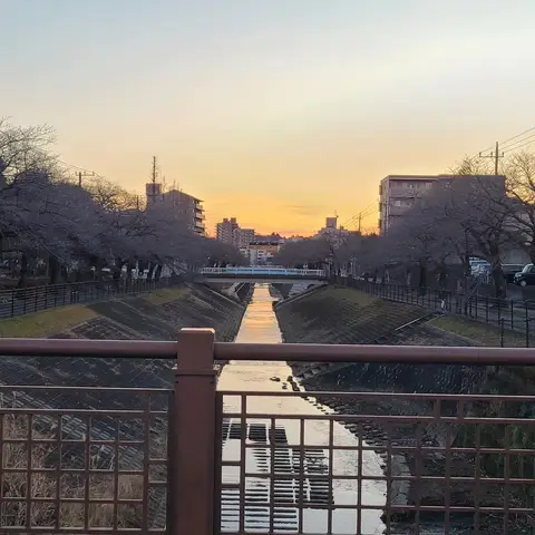 京王多摩センター駅までの橋巡り（早朝）