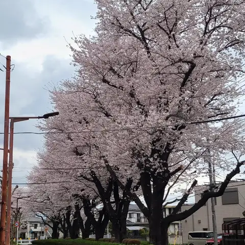 2024年の桜  #桜