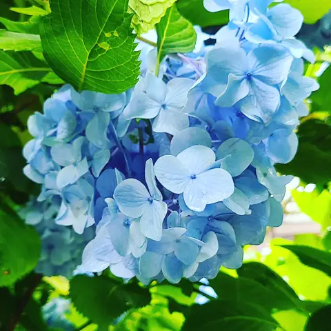 #あじさい巡り  #紫陽花旅