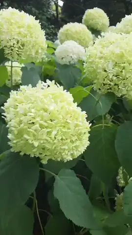 郷土の森博物館