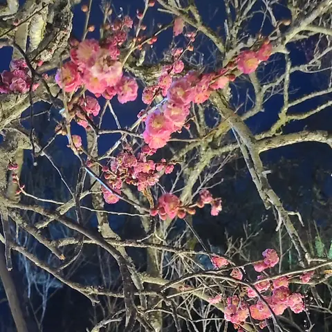 【京王】百草園: 梅まつり （ライトアップ）