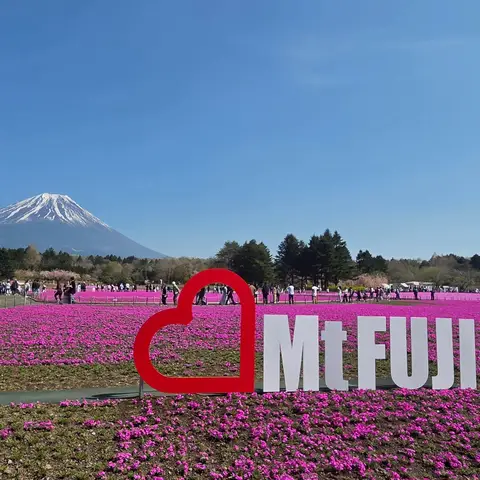 富士芝桜祭り ❤MtFUJI