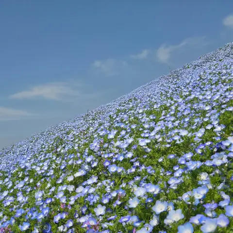 ネモフィラ（みはらしの丘）in ひたち海浜公園
