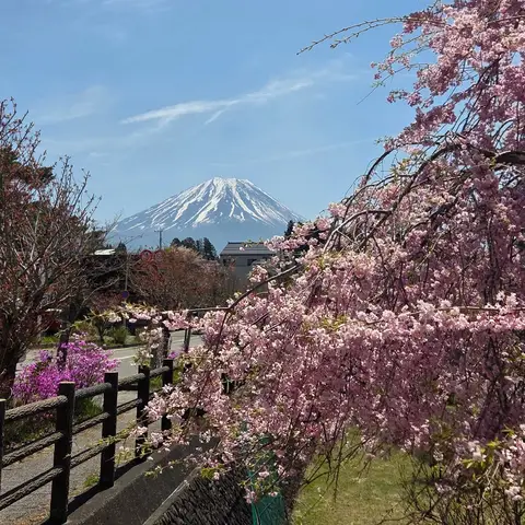 桜🌸と富士山🗻