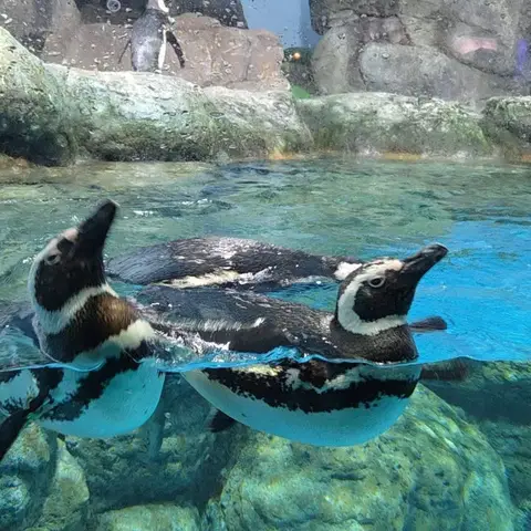 ペンギンコレクション🐧