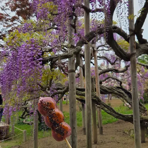 花と光の楽園 あしかがフラワーパーク