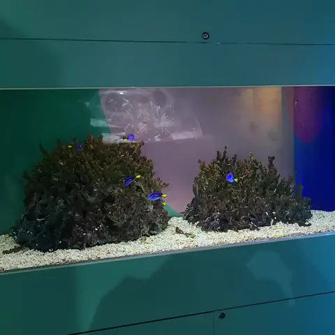 海遊館  海の生き物たちと水族館の設備