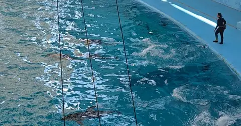 イルカショー🐬