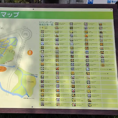 スイセンガーデン in ひたち海浜公園