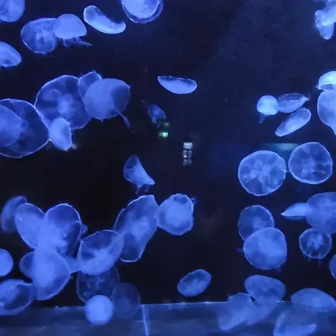 ミズクラゲ in 八景島シーパラダイス