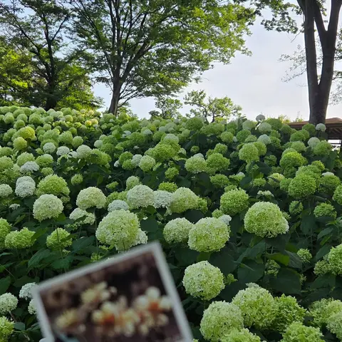 郷土の森博物館 アナベル