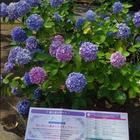 八景島 - あじさい祭り Part2
