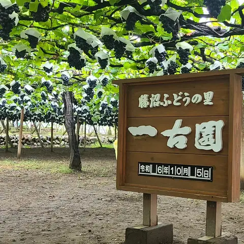 ぶどう狩り: 勝沼ふどうの郷 一古園