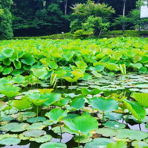 #あじさい巡り #紫陽花旅